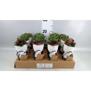 Arr.   Kamerplant Groen L%
