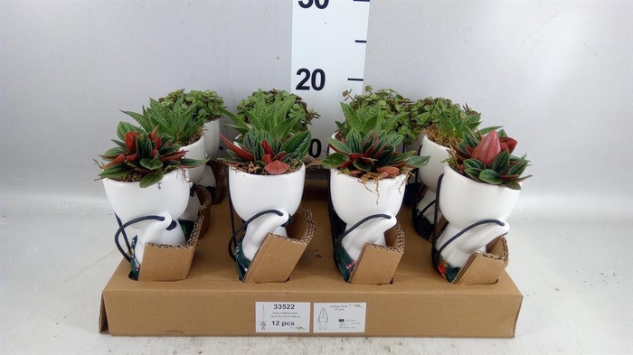 <h4>Arr. Kamerplant Groen L%</h4>