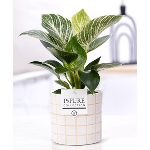 Philodendron White Wave in P&PURE Tirza ceramics