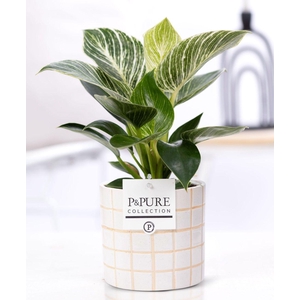 Philodendron White Wave in P&PURE Tirza ceramics