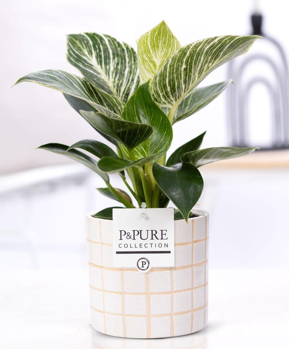 <h4>Philodendron White Wave in P&PURE Tirza ceramics</h4>