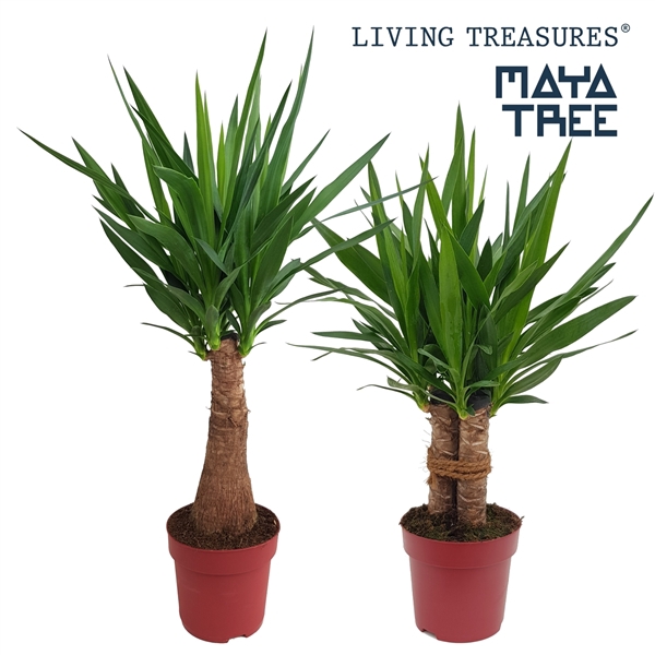 <h4>Maya Mix Maya Tree + Tres Cañas pot 19</h4>