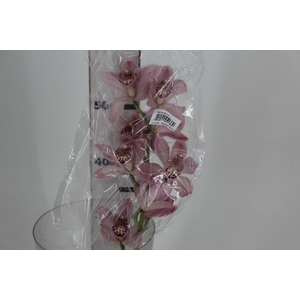 CYMBIDIUM HT MIN 9 FLS ROSA CLARO