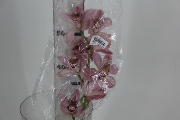 CYMBIDIUM HT MIN 9 FLS ROSA CLARO
