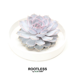 ROOTLESS Echeveria lilacina, Tapir bowl