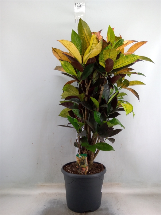 <h4>Codiaeum var. KL 'Mrs Iceton'</h4>