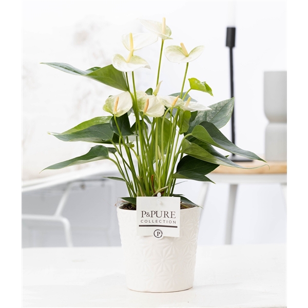 <h4>Anthurium white (Elido) in P&PURE Juliette cer. white</h4>