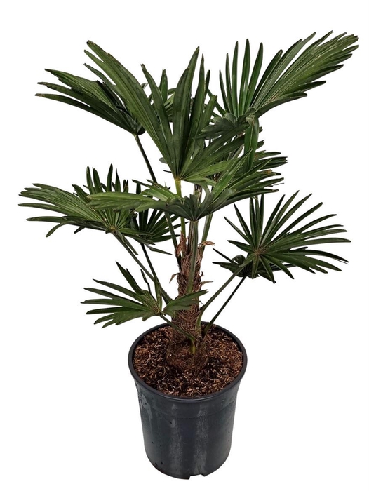 <h4>Trachycarpus Wagnerianus Nederlandse Teelt</h4>