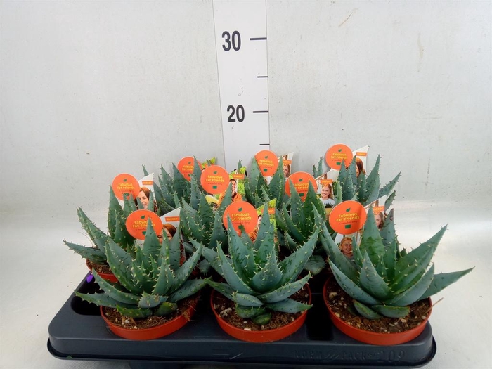 <h4>Aloe peglerae</h4>