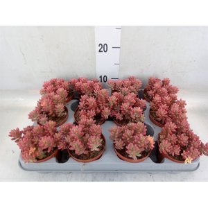 Sedum rubrotinctum 'Aurora'