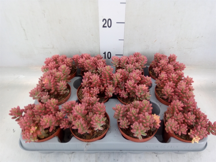 <h4>Sedum rubrotinctum 'Aurora'</h4>