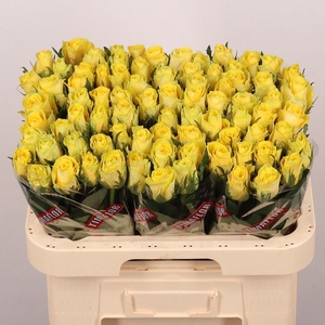 Rosa large good times