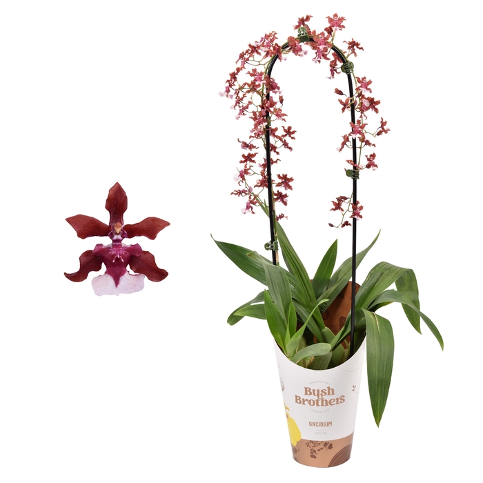 <h4>Oncidium Cherry Baby 1 Tak Boog</h4>