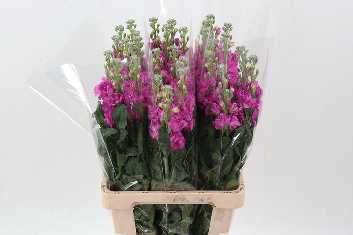 Matth Phantom Hot Pink