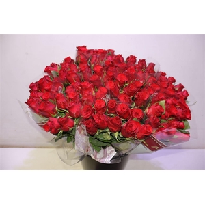 R Gr Red Torch X10