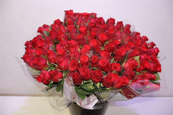 <h4>R Gr Red Torch X10</h4>