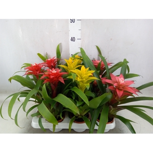 Guzmania   ...mix