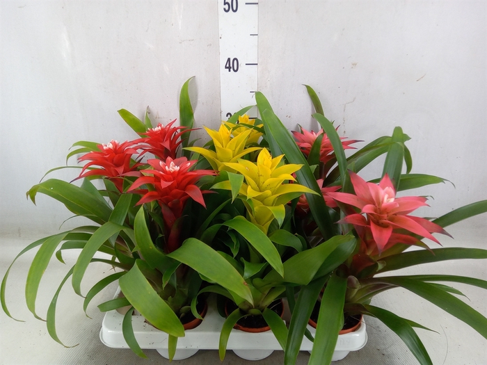 <h4>Guzmania   ...mix</h4>