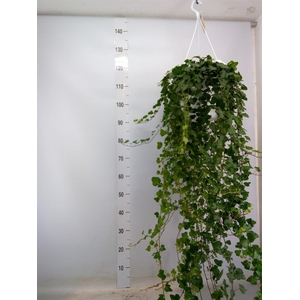 Hedera helix 'Wonder'