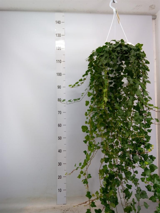 <h4>Hedera helix 'Wonder'</h4>