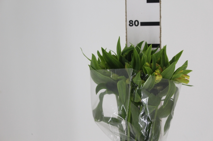 <h4>ALSTROEMERIA FLORIDA 080 CM</h4>