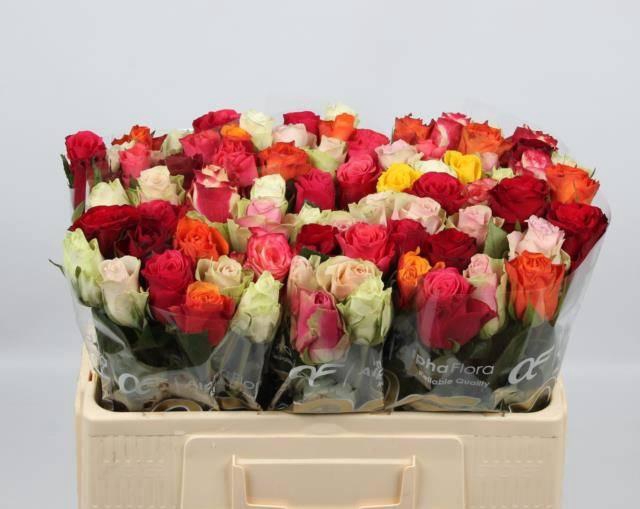 <h4>R KL GEM IN BOS</h4>