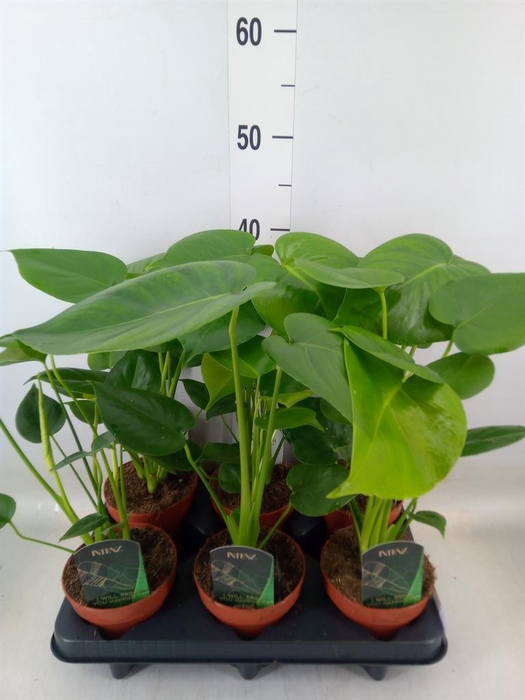 <h4>Monstera delic.</h4>