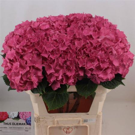 <h4>Hydr M Ch Rodeo Rd</h4>