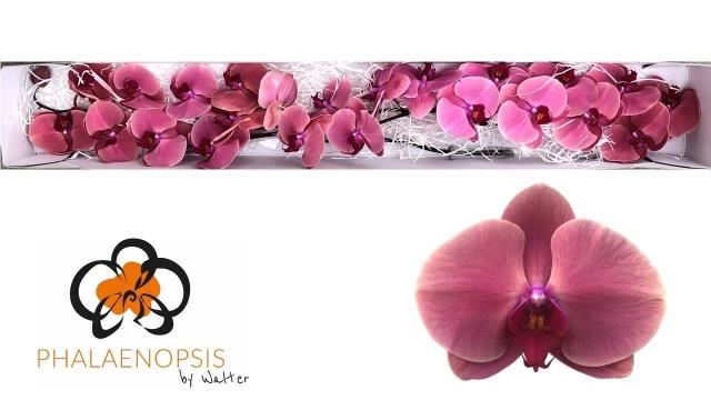 <h4>PHAL CORAL SUNSET</h4>