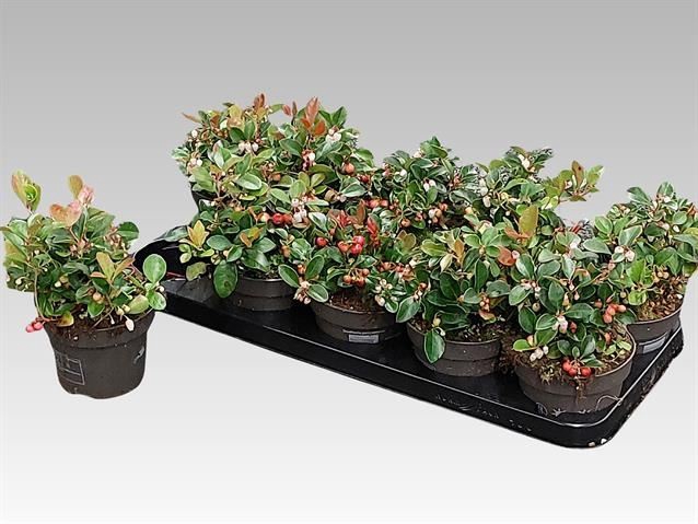 <h4>Gaultheria Big Berry</h4>