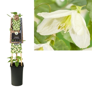 Clematis cirrhosa 'Jingle Bells' +3.0 label