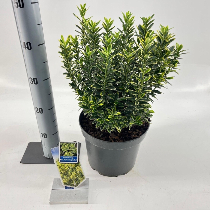 Euonymus japonicus Microphyllus Au