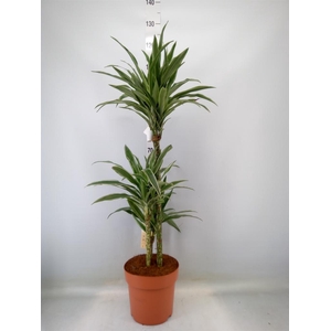Dracaena fr de 'Warneckei'
