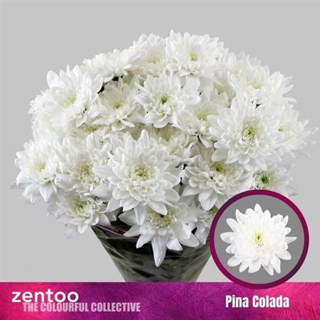 <h4>Chr T Pina Colada</h4>