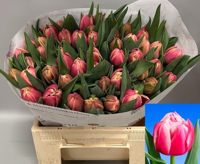 <h4>TU DU COLUMBUS</h4>