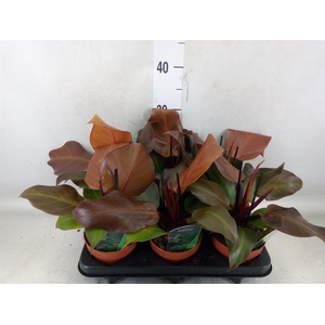 Philodendron  'Sunlight'