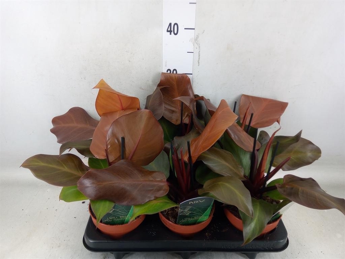 <h4>Philodendron  'Sunlight'</h4>