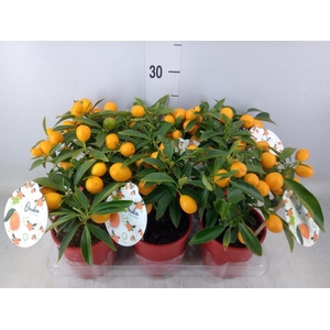 Fortunella margarita