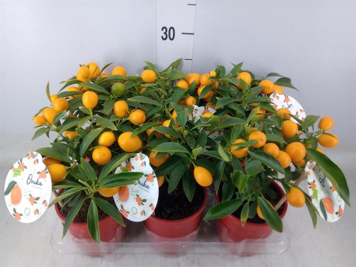 <h4>Fortunella margarita</h4>