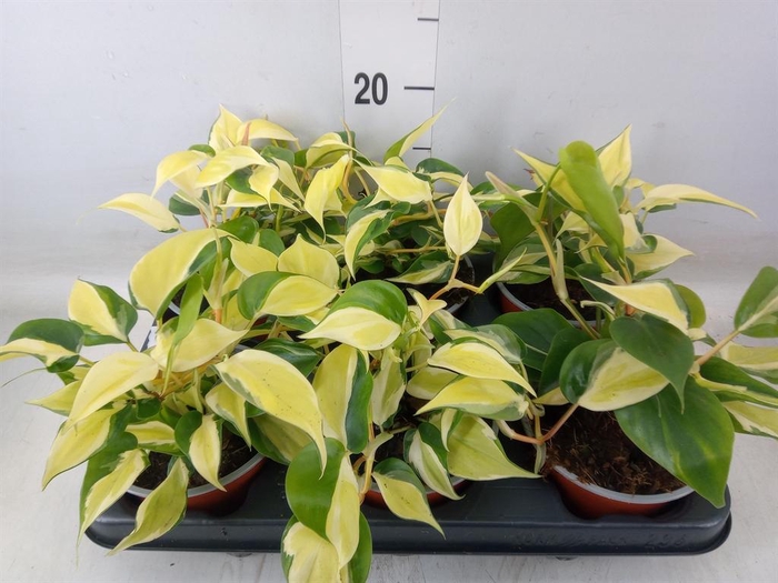 <h4>Philodendron scand.</h4>