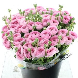 Ran Su Sr Rosa 418 Super