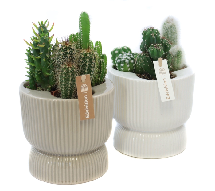 <h4>3x cactus 5,5 cm in nara pot met etiket</h4>