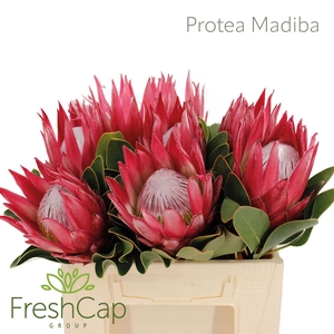 Protea Madiba