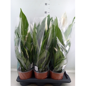 Spathiphyllum  'Bingo Cupido'