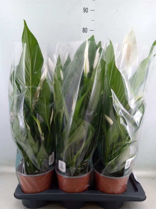 <h4>Spathiphyllum  'Bingo Cupido'</h4>