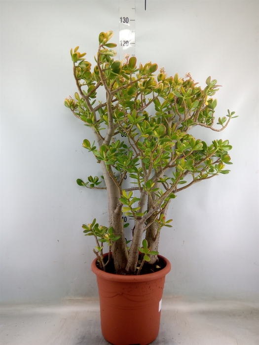 <h4>Crassula ovata 'Sunset'</h4>