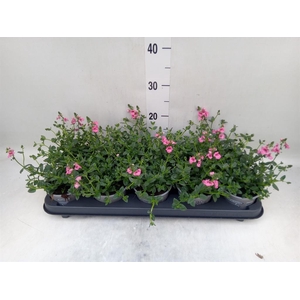 Diascia  'My Darling Berry'