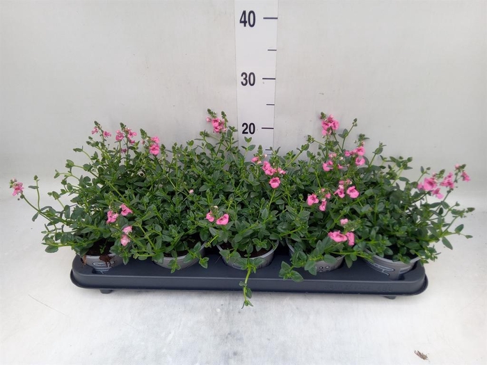 <h4>Diascia  'My Darling Berry'</h4>