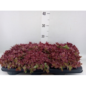 Sedum   ...