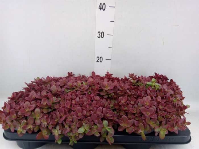 <h4>Sedum   ...</h4>